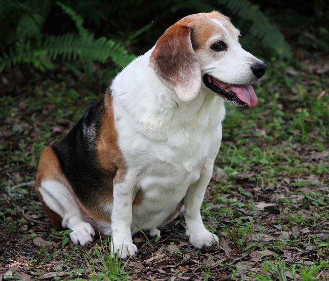 De Knuffelbare Wereld van Kleine Dikke Honden