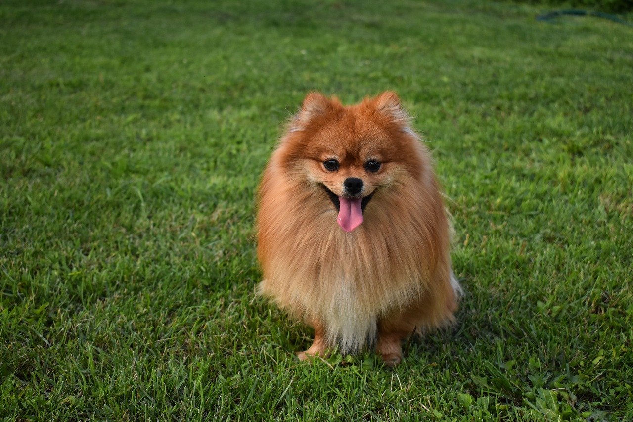kleine hond grote oren