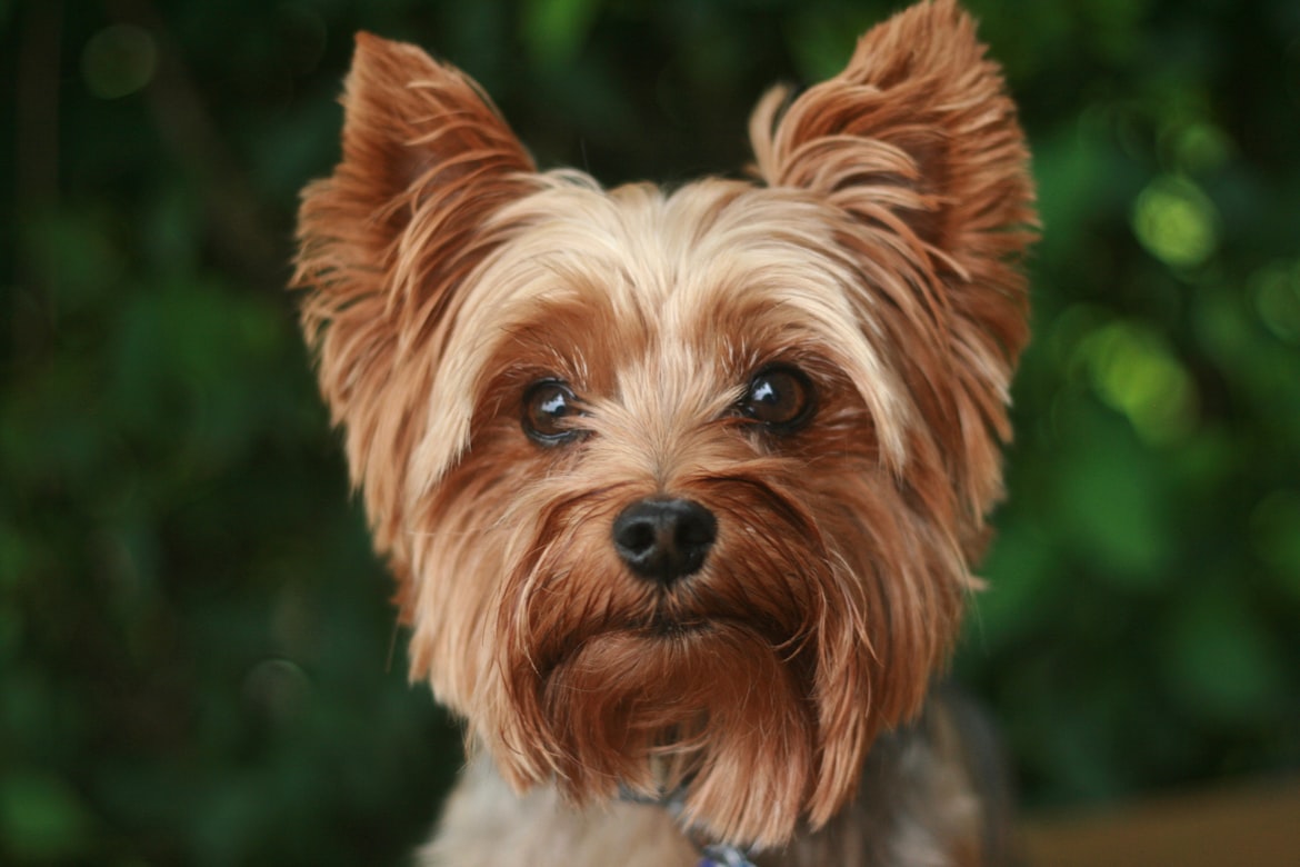 Kleine Honden: De Ideale Kindvriendelijke Gezinsmaatjes