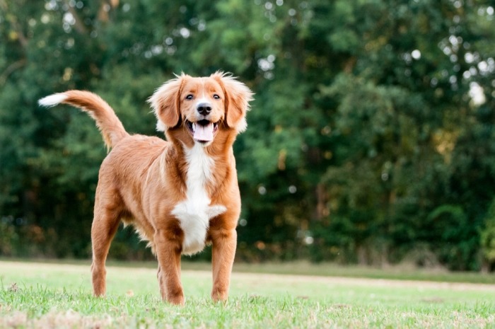 middelgrote rustige hond