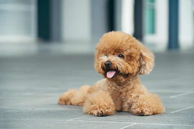 rassen kleine honden