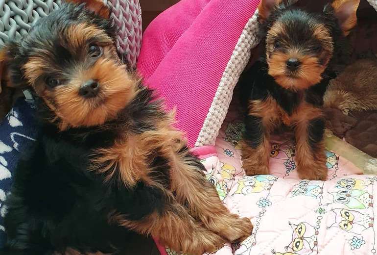 zoek een klein hondje