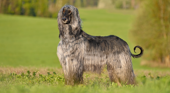 afghaanse hondenrassen
