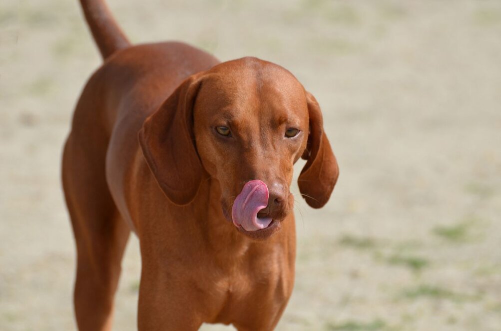 bruine middelgrote hond