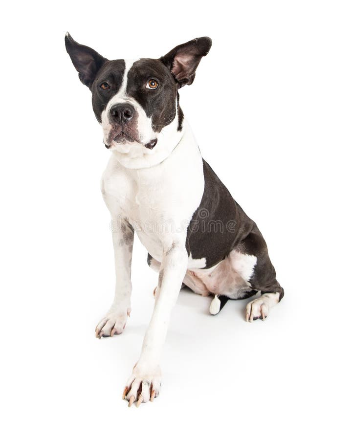 grote zwart witte hond