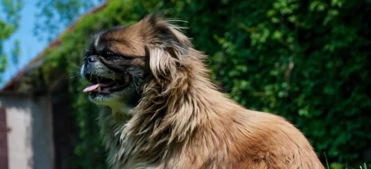 Hond niet blaffen: oorzaken en wanneer je je zorgen moet maken