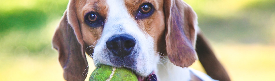 hondenrassen beagle