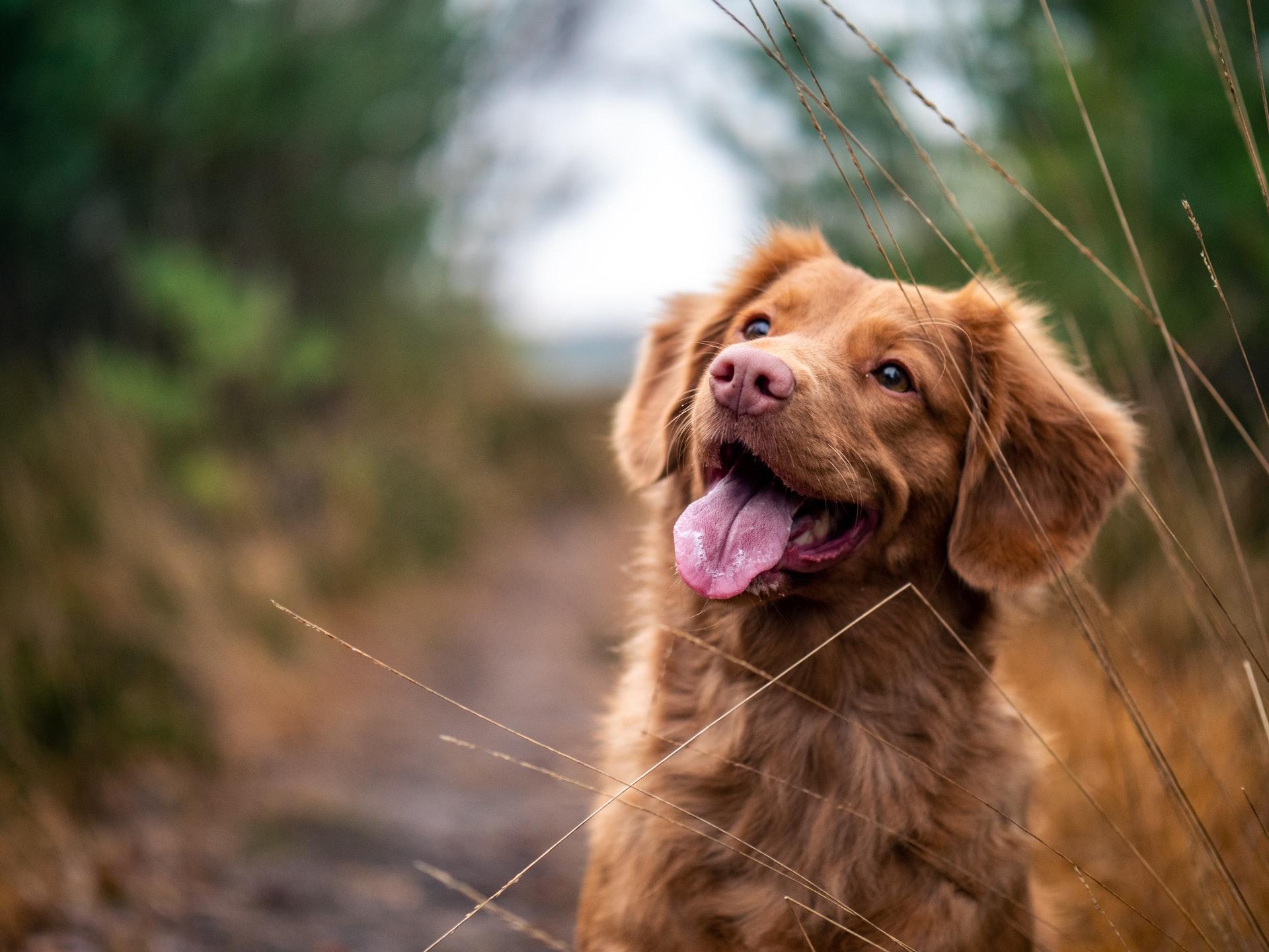 kleine familie honden
