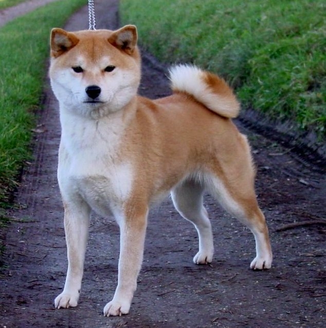 Kleine Hachi hond: bestaat die eigenlijk?