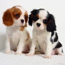 Kleine honden pups te koop: zo vind je jouw ideale pup