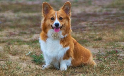 Kleine hondenrassen die niet blaffen: rustige kleine honden voor thuis