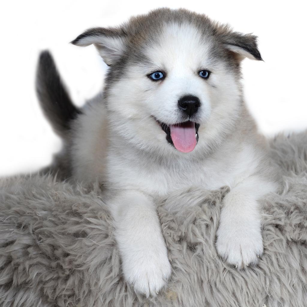 kleine husky hond