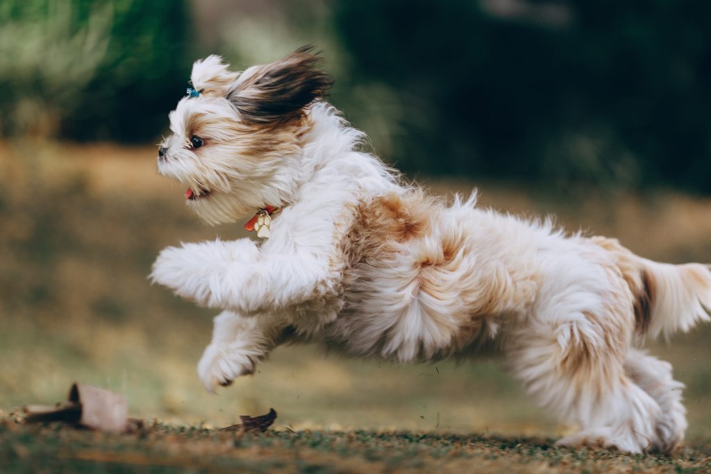 Kleine stoere hondenrassen: compacte honden met een groot karakter
