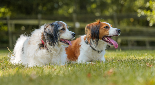 kleine tot middelgrote honden