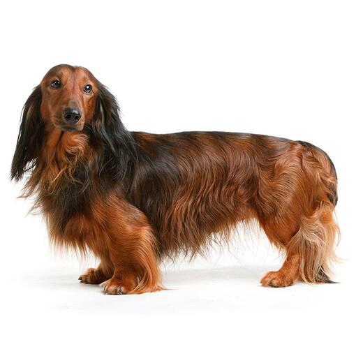Langharige middelgrote hond: rassen, verzorging en tips voor de juiste keuze