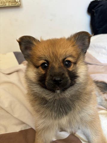 marktplaats kleine honden te koop