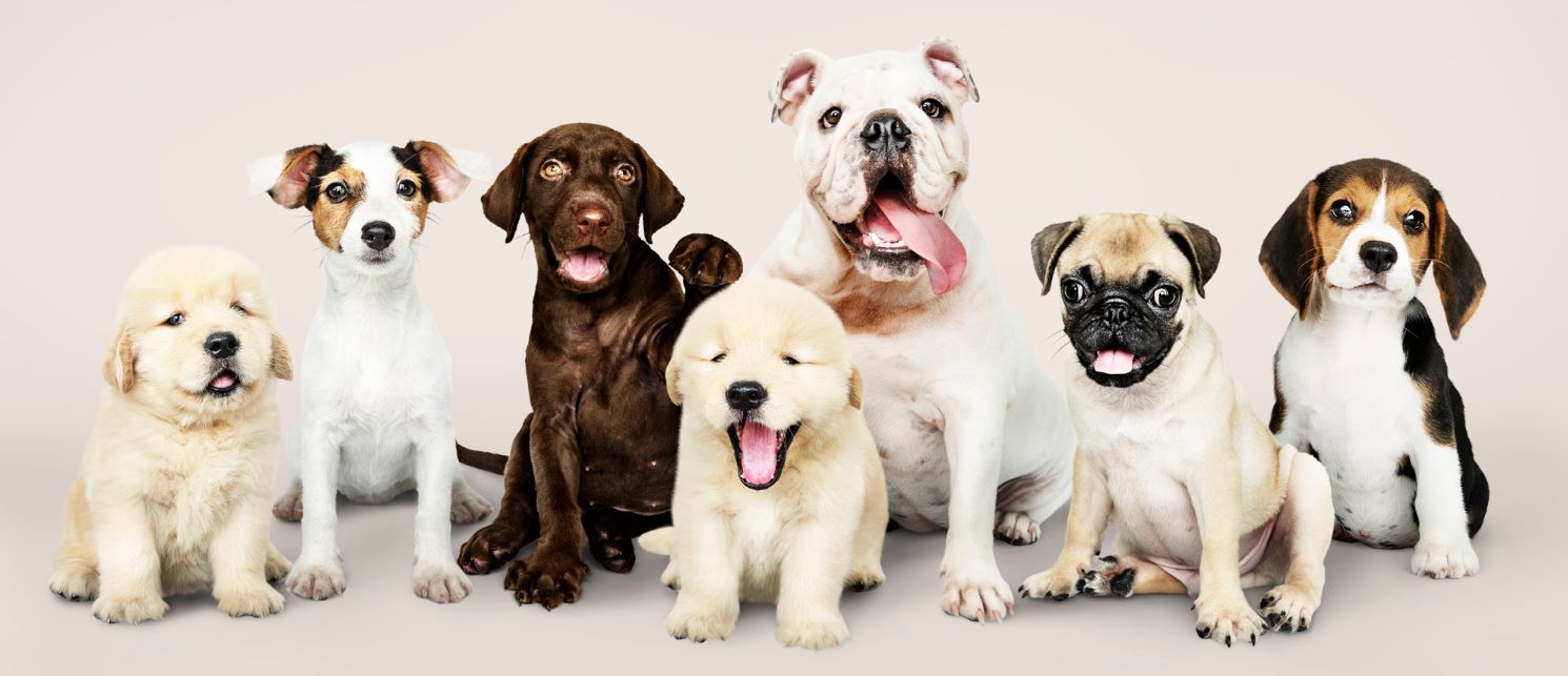 Populaire kleine hondenrassen: ontdek welke hond bij jou past