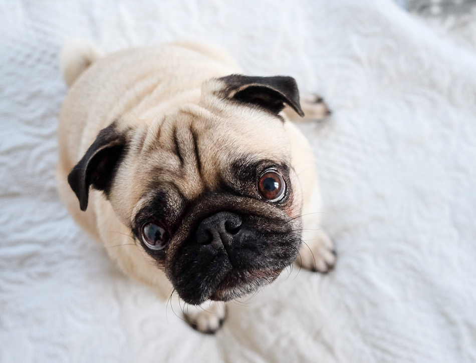 puppy kleine hond