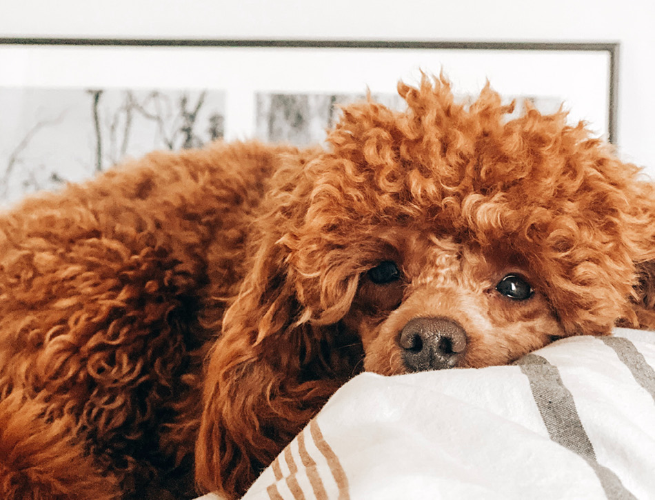 Schattige kleine hondenrassen: ontdek de perfecte kleine metgezel
