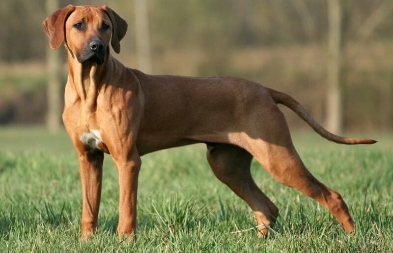 Soorten grote honden: ontdek welk ras bij jou past
