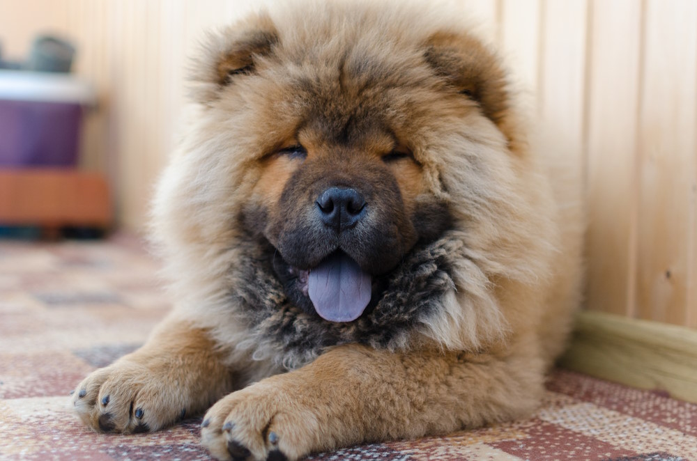 sterkste hond van de wereld