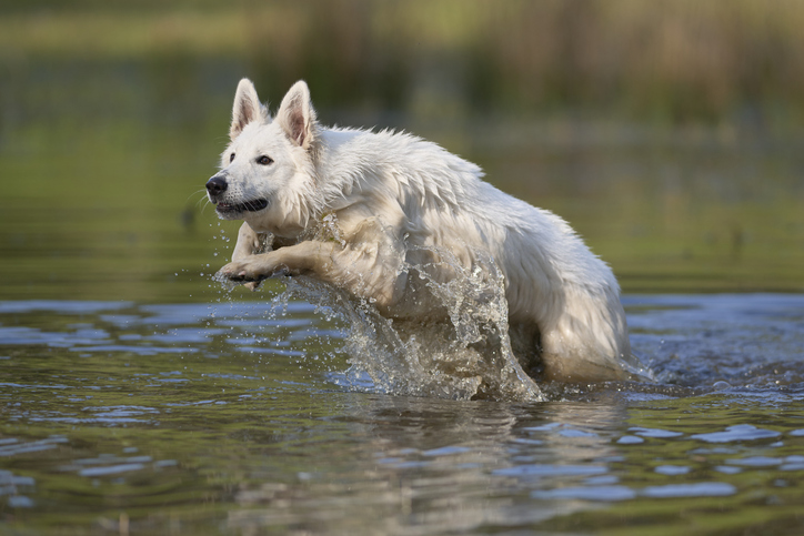 Witte hond: welk ras past bij jou?